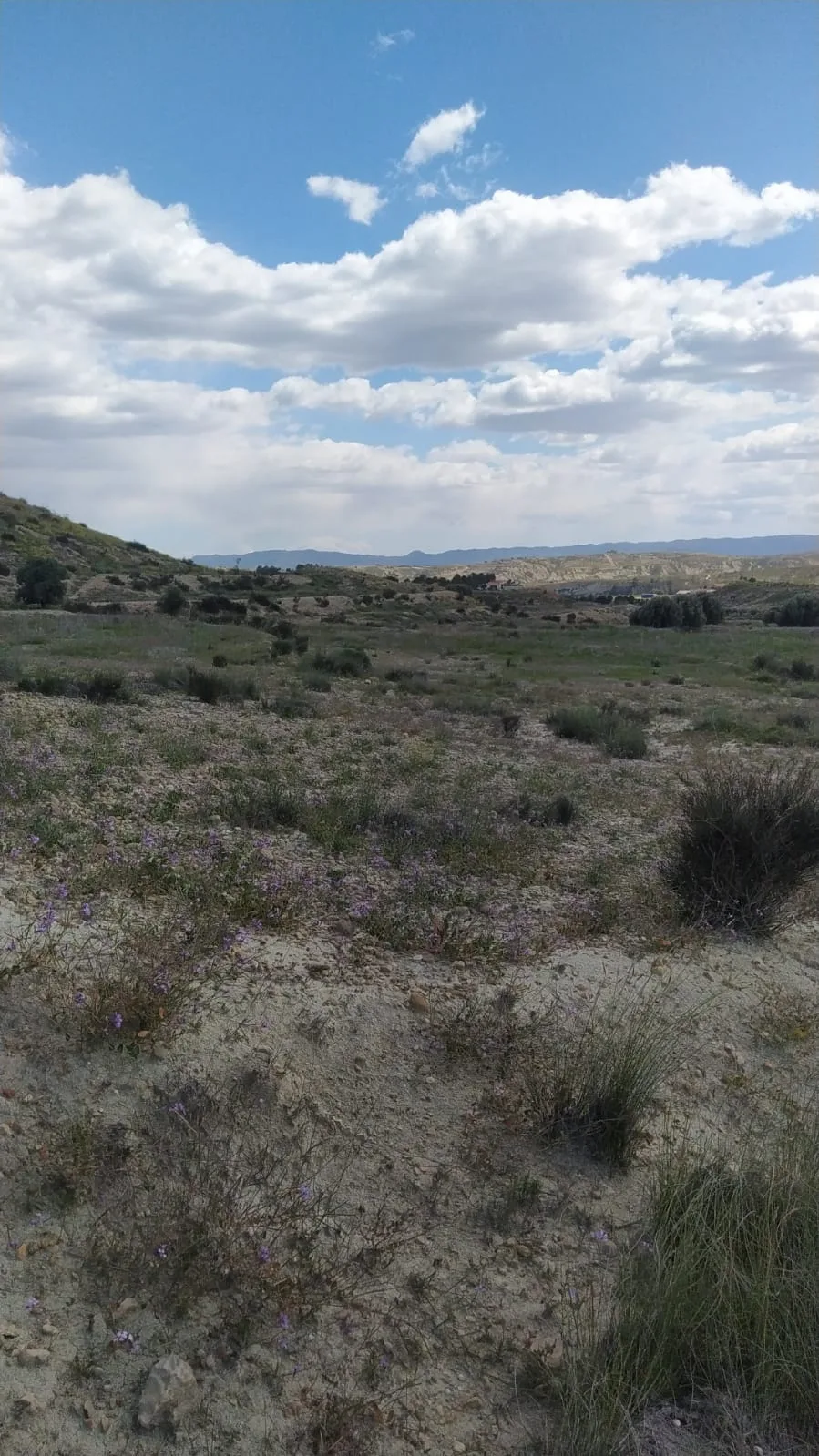 Vista de la parcela de La Lorra Baja hacia el valle, con la sierra de Murcia al fondo